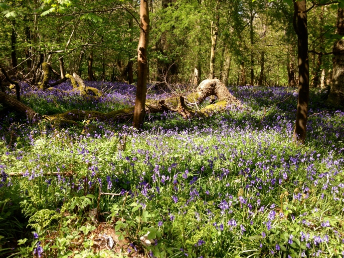 Bluebell Forest :) 