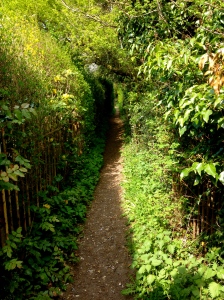 Pretty paths on our walk 