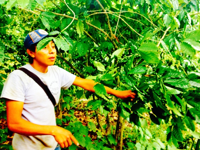 Our tour guide, Louis, showing us around the coffee farm 